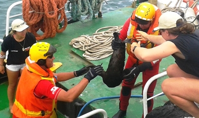 Seal pups saved